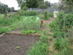 Photo of scarecrow on allotment plots