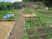 Photo of freshly dug allotment plots