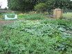 Photo of allotment crops