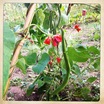 Close up photo of crop on allotments